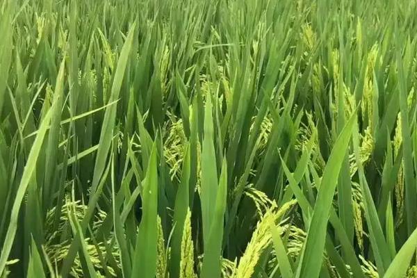 扬晶优968水稻种子特征特性,秧田播种量每亩10.0千克