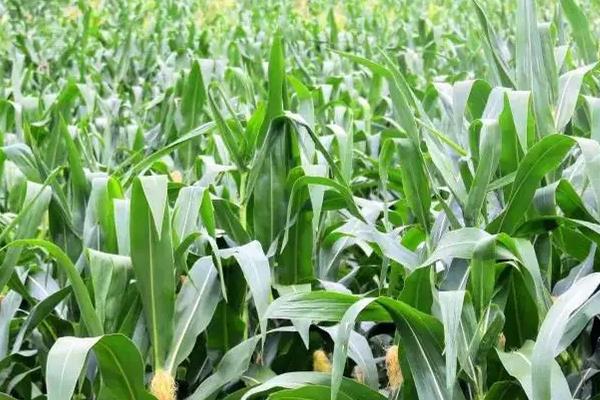 德瑞707玉米种子简介,适宜播种期3月下旬至5月下旬