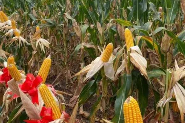 A2210玉米种子简介,注意防治大斑病