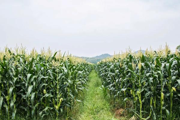 德瑞707玉米种子简介,适宜播种期3月下旬至5月下旬
