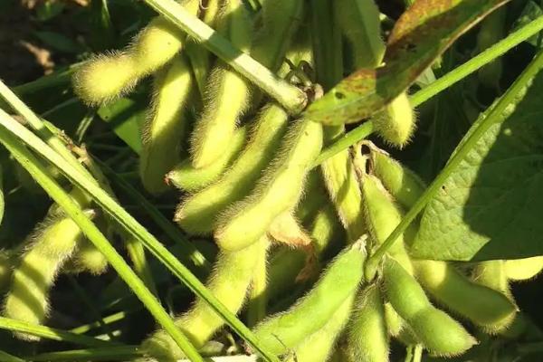 佳农13大豆种子简介,该品种为亚有限结荚习性