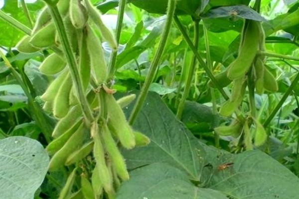 齐丰豆3号大豆种子简介，普通大豆品种