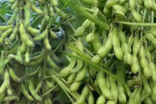 广大104大豆种子特征特性,该品种为亚有限结荚习性