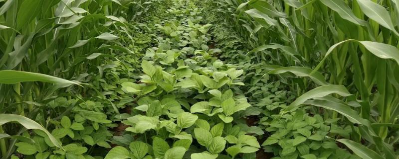 佳豆92大豆种子特点,该品种在适应区5月上旬播种