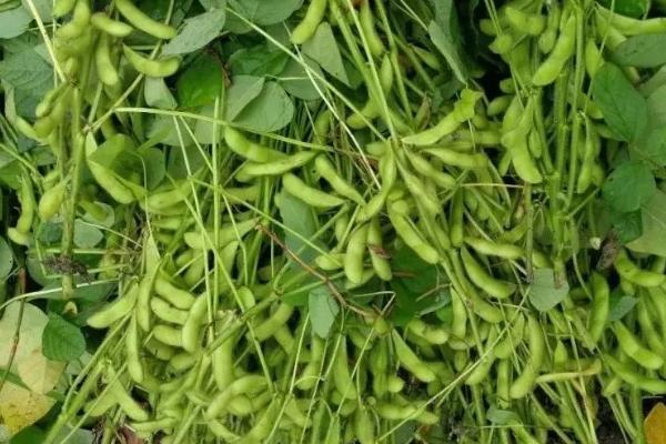 广大104大豆种子特征特性,该品种为亚有限结荚习性