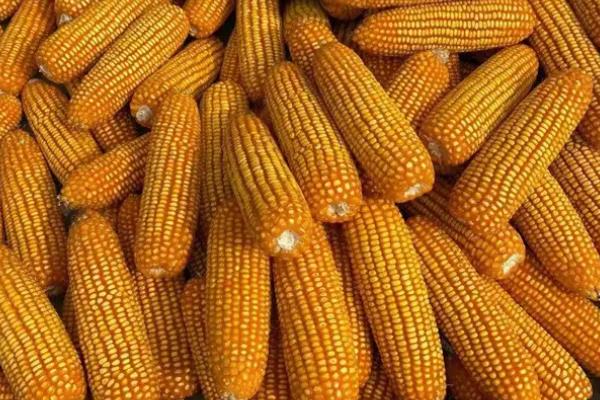 荃亿佳5520玉米品种的特性,密度4000株/亩左右