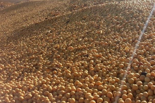 铁豆142大豆品种的特性，中等以上肥力地块上种植