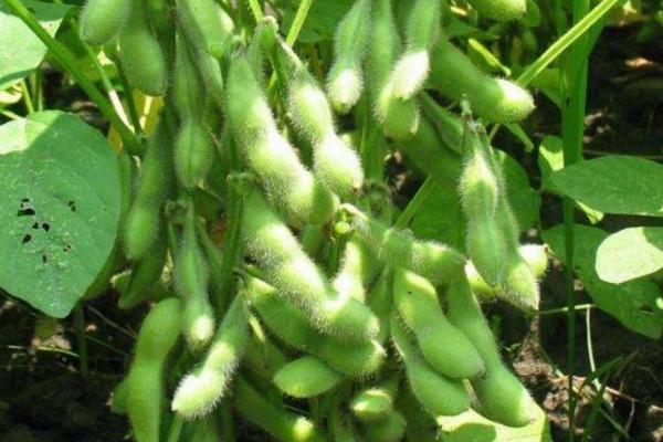 龙垦3724大豆种子简介，该品种为亚有限结荚习性