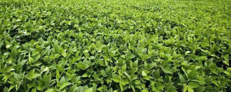 东品豆8大豆种子介绍，选择中等以上肥力地块