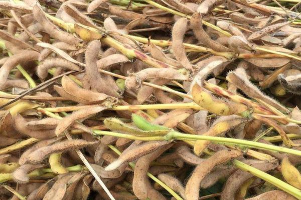 齐农79大豆品种的特性,生育期间喷施叶面肥1~2次