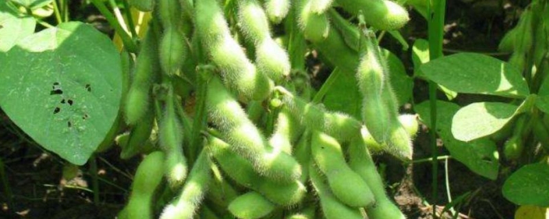 贺豆26大豆种子简介,该品种为亚有限结荚习性