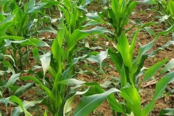HA2137玉米种子特点,在适应区5月10日左右播种