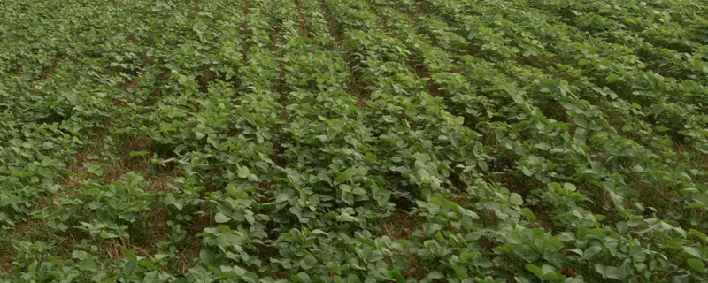 大地21号大豆品种简介,选择中等以上肥力地块