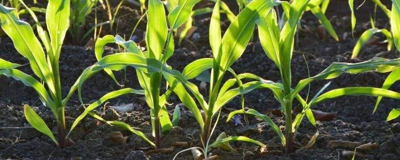 荃亿佳5520玉米品种的特性，密度4000株/亩左右