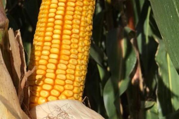 瑞鑫3332玉米种子特点,高抗茎腐病(≤3.9%)