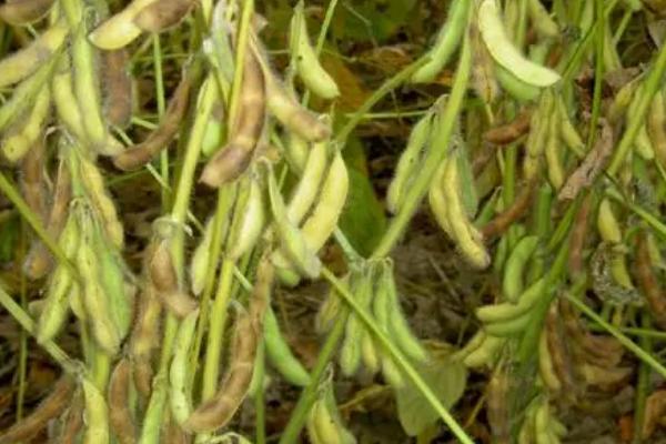 北农豆7大豆种子介绍，普通大豆品种