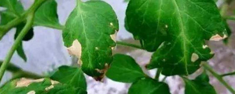 东农豆405大豆品种简介,在适应区5月5日左右播种