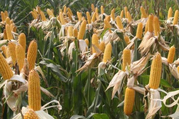 C7078玉米品种简介,在适应区4月28日左右播种