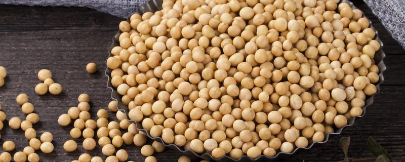 北农豆7大豆种子介绍,普通大豆品种