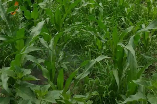 欣科2419玉米品种的特性，种植密度每亩5000株