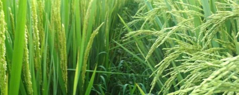 那良优3538水稻品种简介,每亩有效穗数17.0万穗