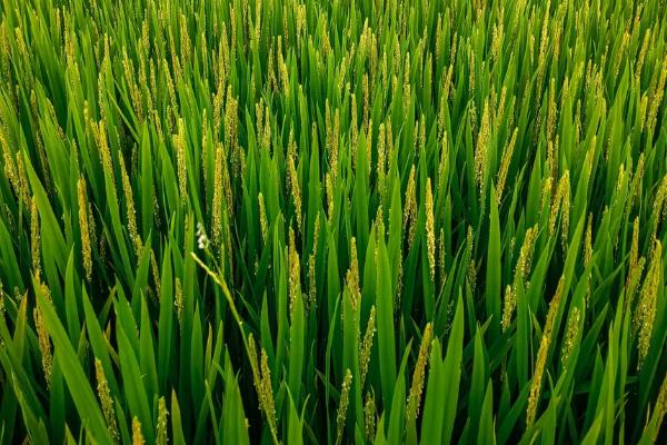 荟香优庆香水稻品种简介,晚稻6月下旬前播种