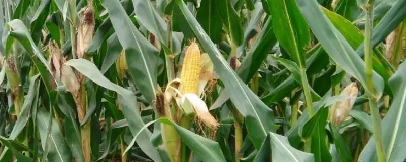 欣科2419玉米品种的特性，种植密度每亩5000株