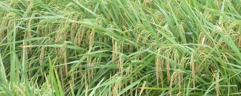 荟香优庆香水稻品种简介，晚稻6月下旬前播种