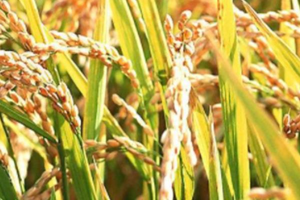 荟香优庆香水稻品种简介,晚稻6月下旬前播种
