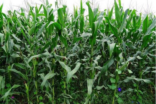 欣科2419玉米品种的特性，种植密度每亩5000株