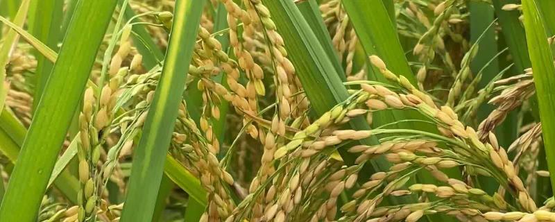 春江212水稻种子特点，该品种植株较高