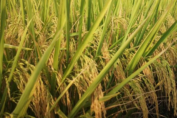 荟香优庆香水稻品种简介,晚稻6月下旬前播种