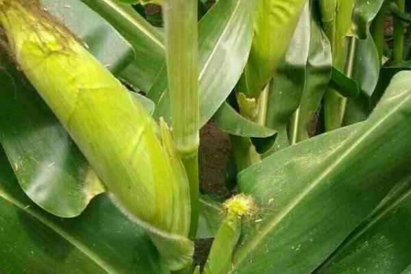 鲁黑甜糯201玉米品种的特性,密度3500株/亩左右