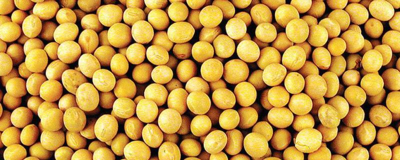 中黄246大豆品种简介,生育期平均112天