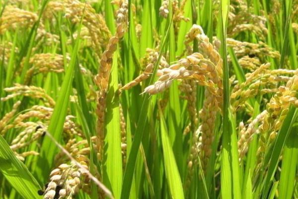 浙粳优3号水稻种子介绍,每亩有效穗数17.4万穗