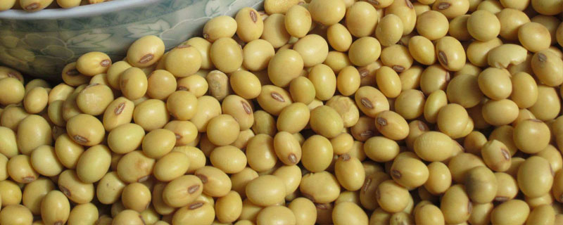 中黄106大豆品种简介，一般密度5万株/亩左右