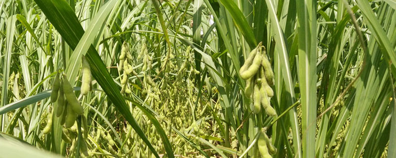 华研豆1号大豆品种简介,中等肥力地块3万株