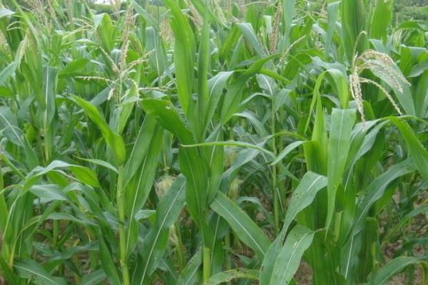 QC2356玉米种子介绍,中抗茎腐病