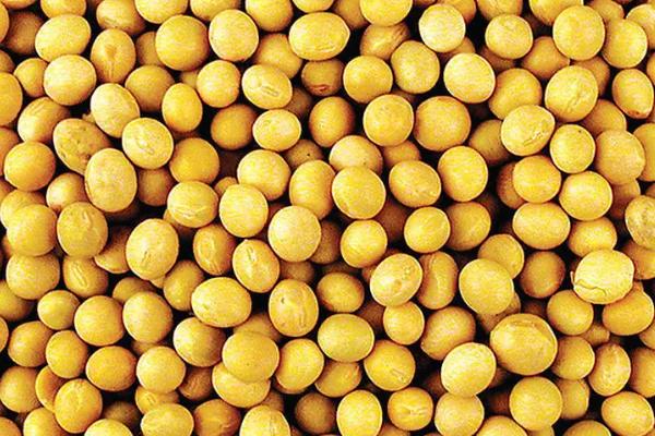 中黄246大豆品种简介,生育期平均112天