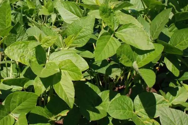 华研豆1号大豆品种简介,中等肥力地块3万株