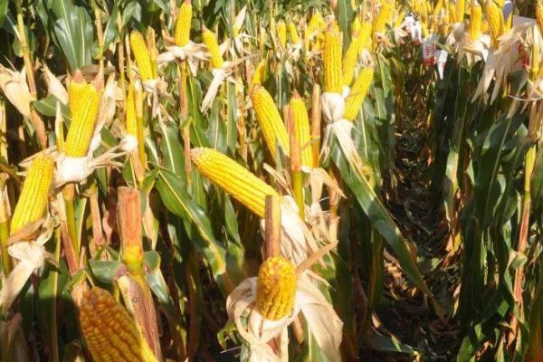 佳蝶12玉米种子特点,适宜播种期4月下旬至6月中旬