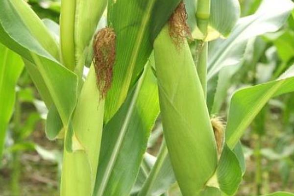 强丰158玉米品种简介,注意防治大斑病和穗腐病