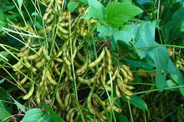 中黄246大豆品种简介,生育期平均112天