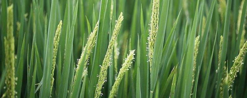 浙粳优3号水稻种子介绍,每亩有效穗数17.4万穗