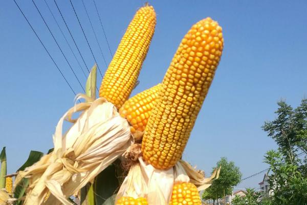先玉2201玉米种子特点,密度4500株/亩左右