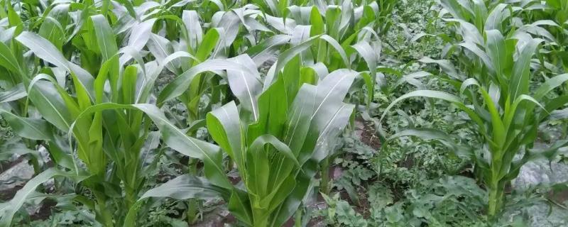 QC2356玉米种子介绍,中抗茎腐病