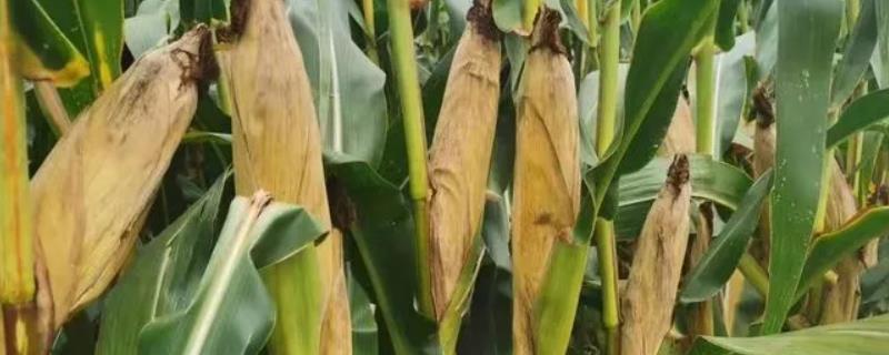 DG2208玉米品种简介，适宜播种期6月上中旬
