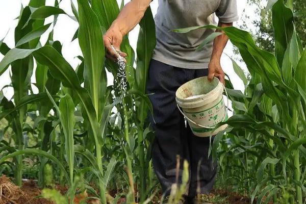 佳蝶12玉米种子特点,适宜播种期4月下旬至6月中旬