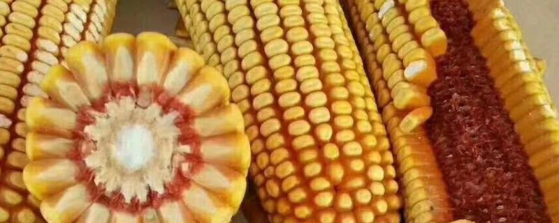 九圣禾318玉米品种简介,密度4500株/亩左右