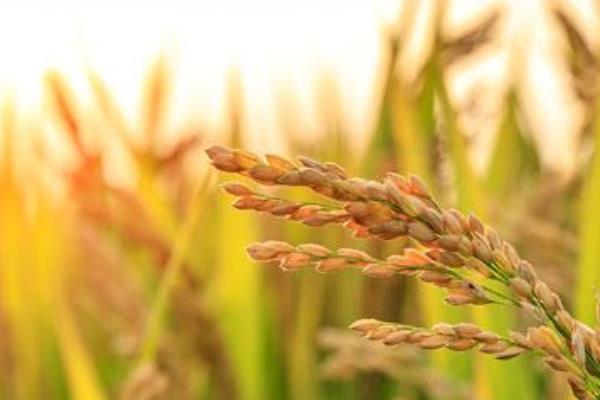 呈两优柔丝水稻种子特征特性，秧田播种量每亩12.0千克
